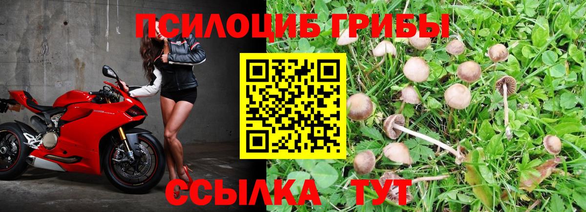Галлюциногенные грибы Cubensis  что такое   Омск  Вход с VPN 